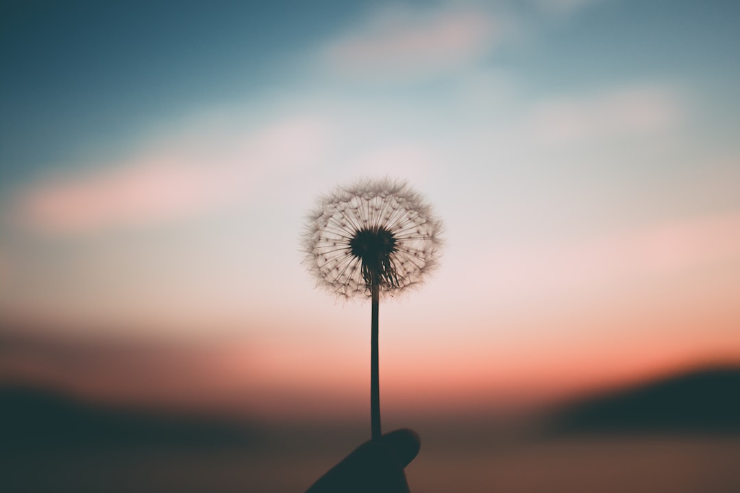who-we-are Dandelion